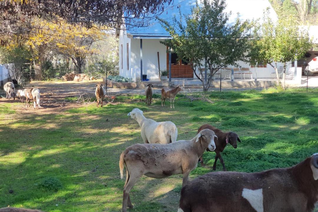 Photo of Others in Nieu-Bethesda