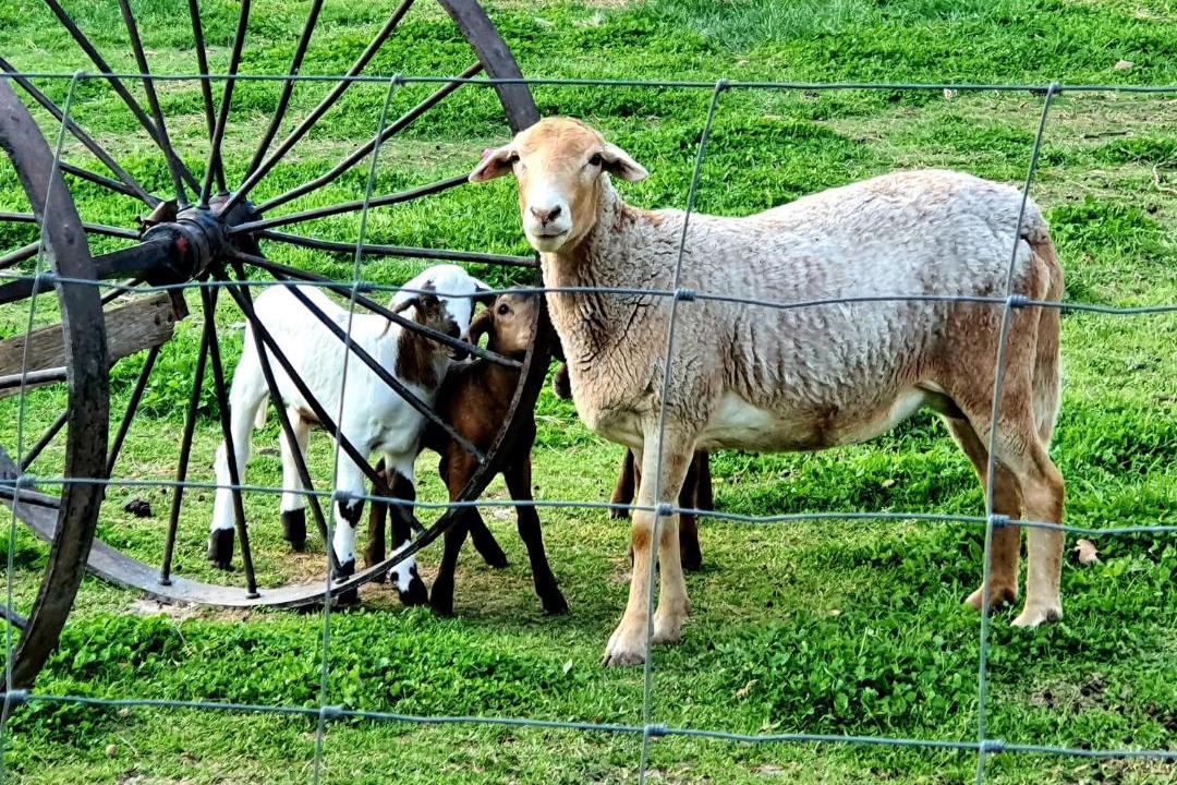 Photo of Others in Nieu-Bethesda