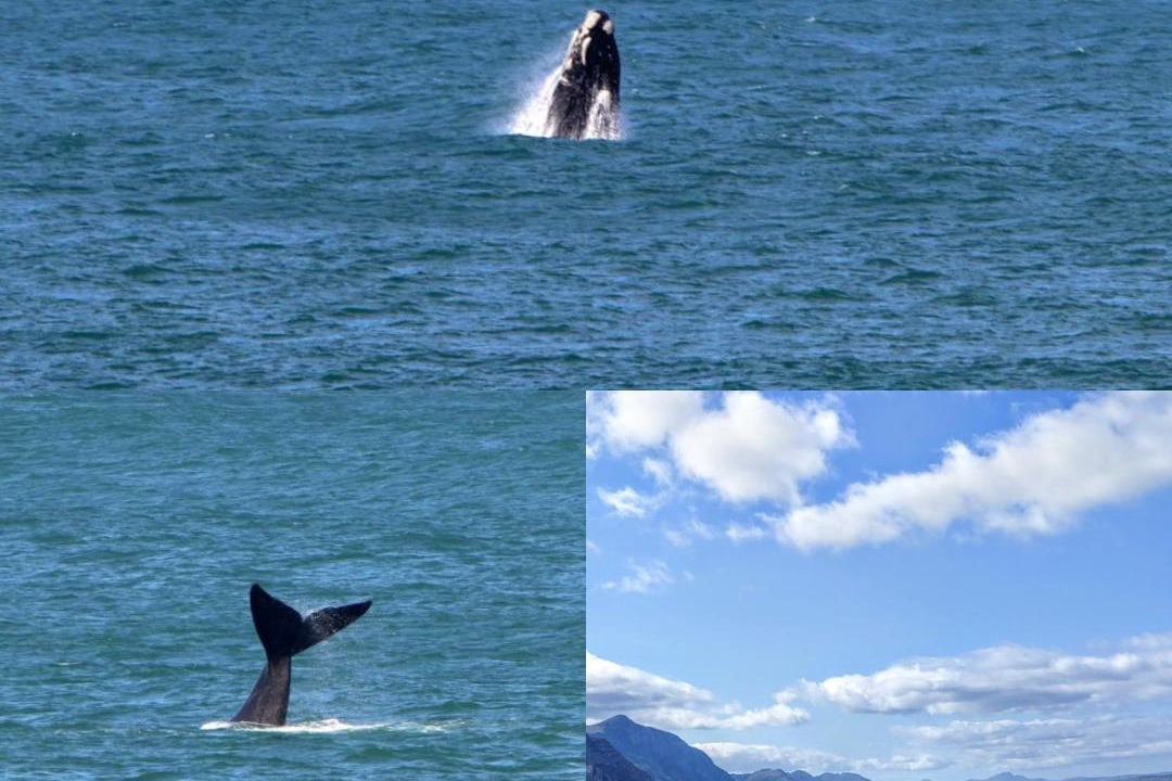 Photo of Others in Hermanus City-Centre