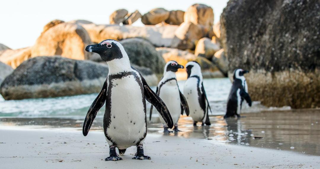 Photo of Others in Noordhoek