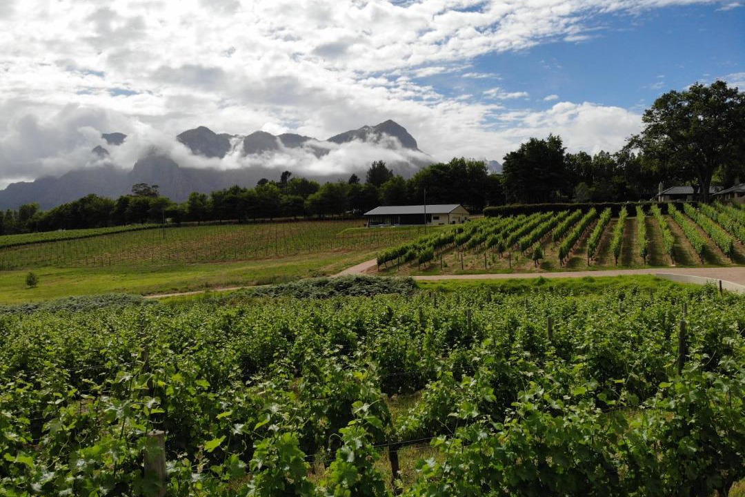 Photo of Others in Cape Winelands