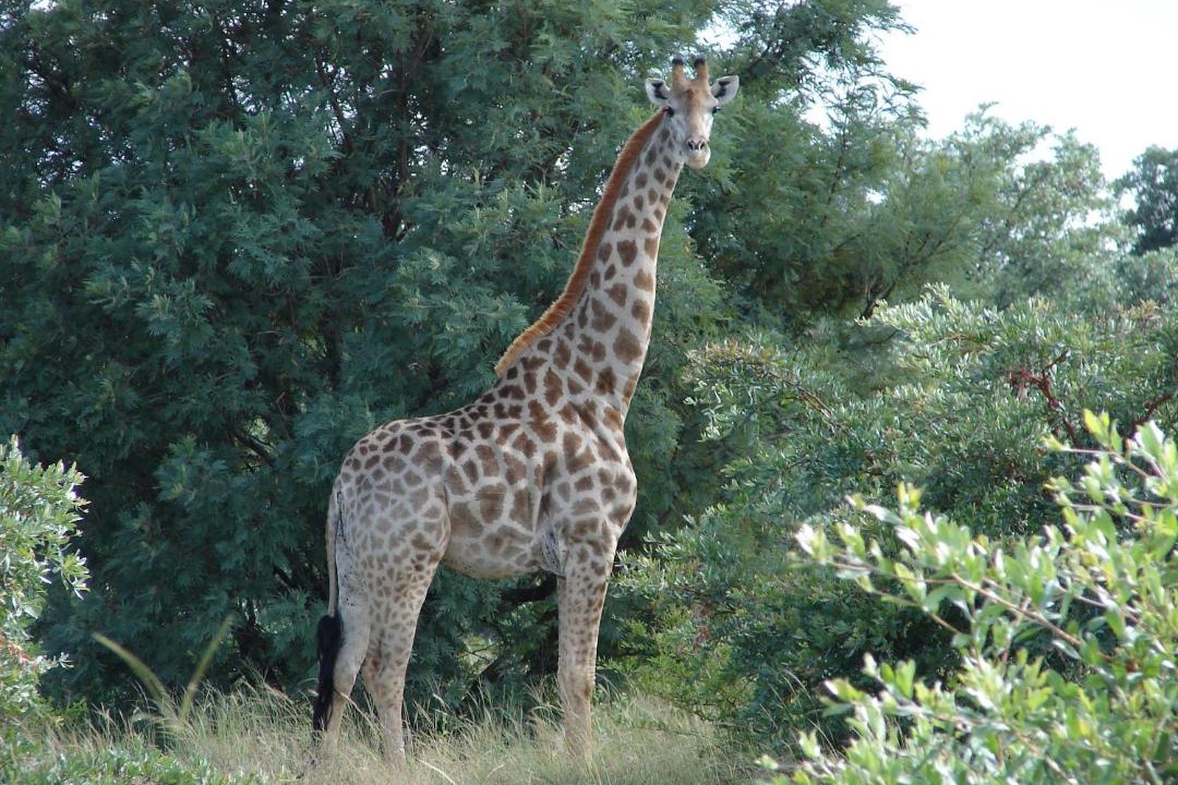 Photo of Others in Waterberg