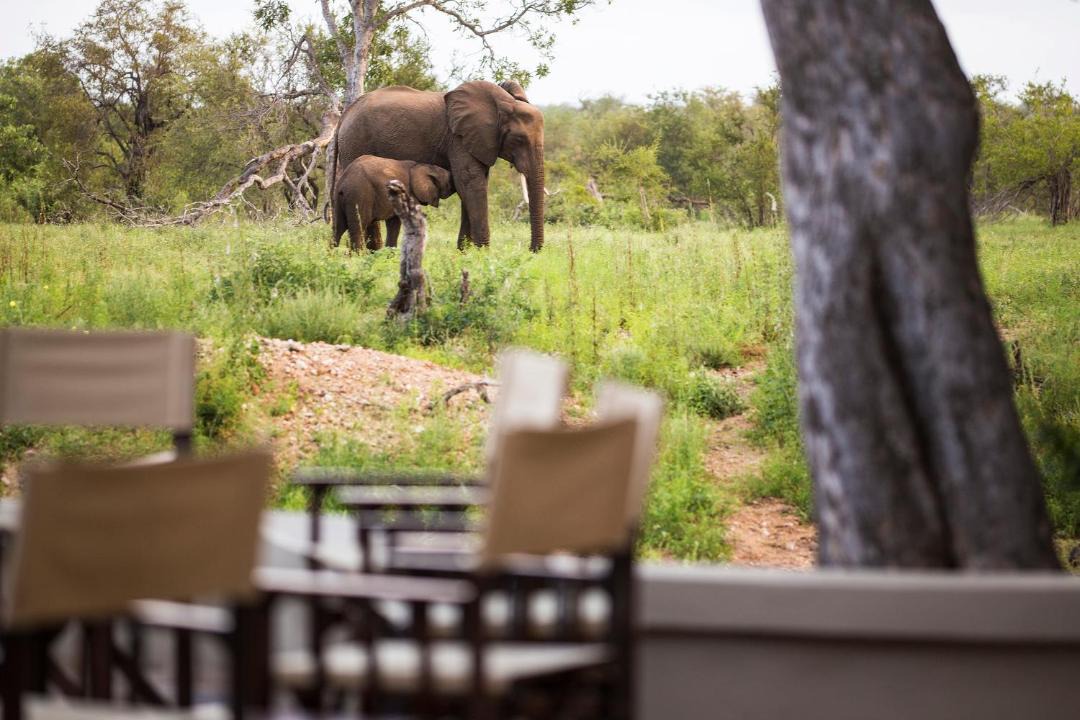 Photo of Others in Kruger National Park