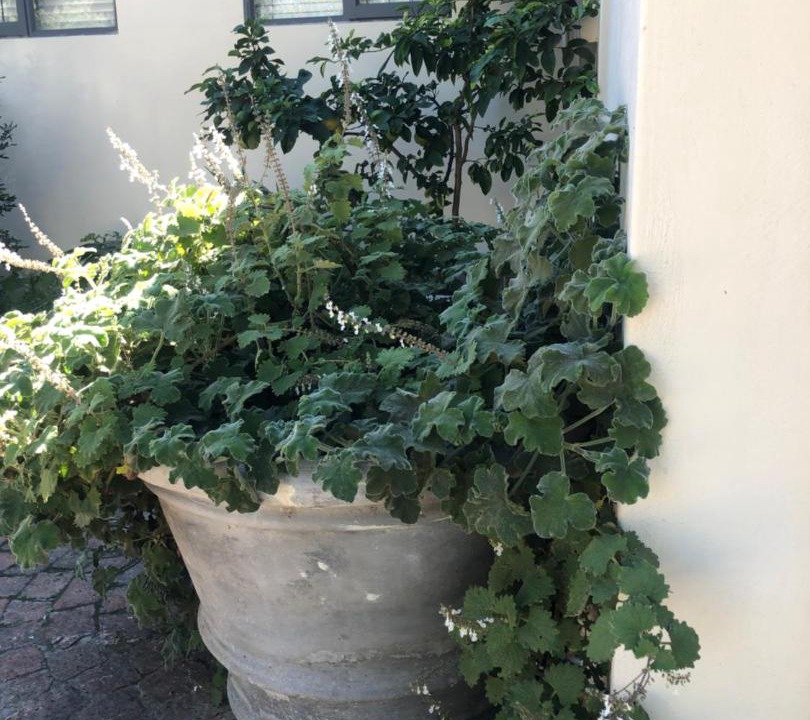 Photo of Others in Stellenbosch