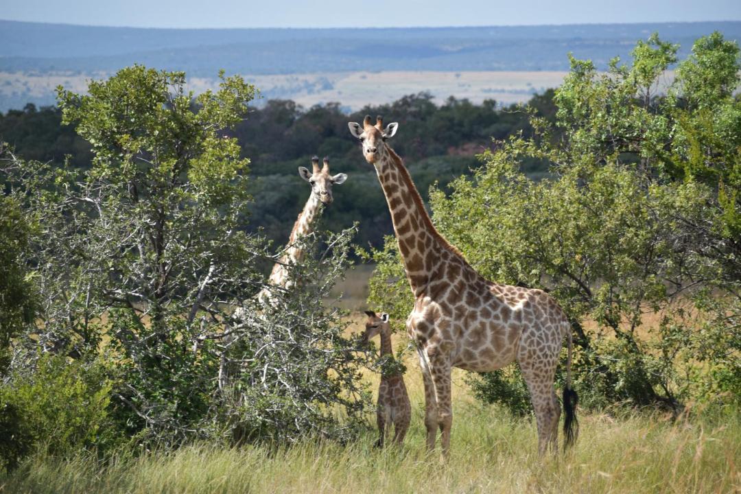 Photo of Outdoor in Vaalwater