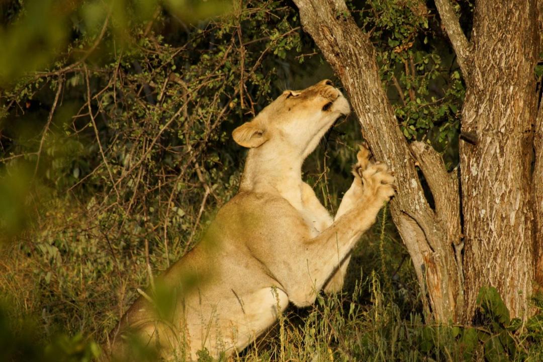 Photo of Others in Phalaborwa