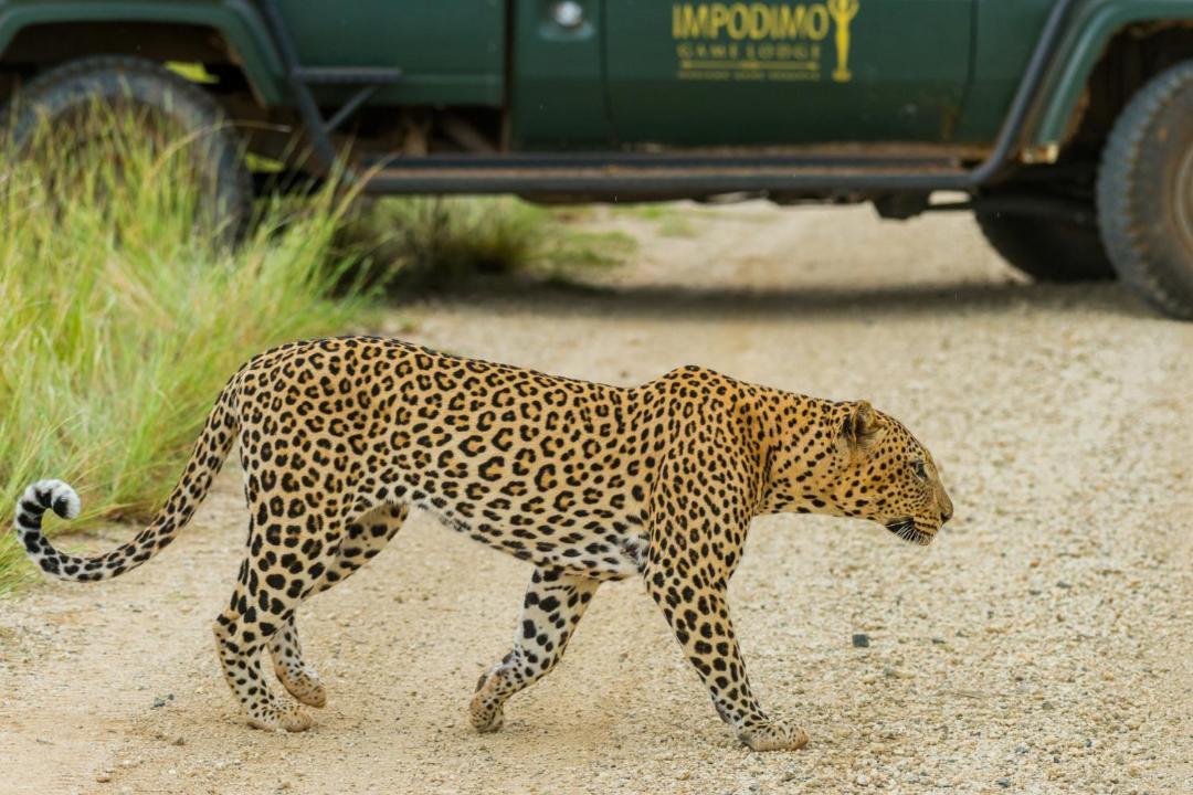 Photo of Others in Madikwe Game Reserve