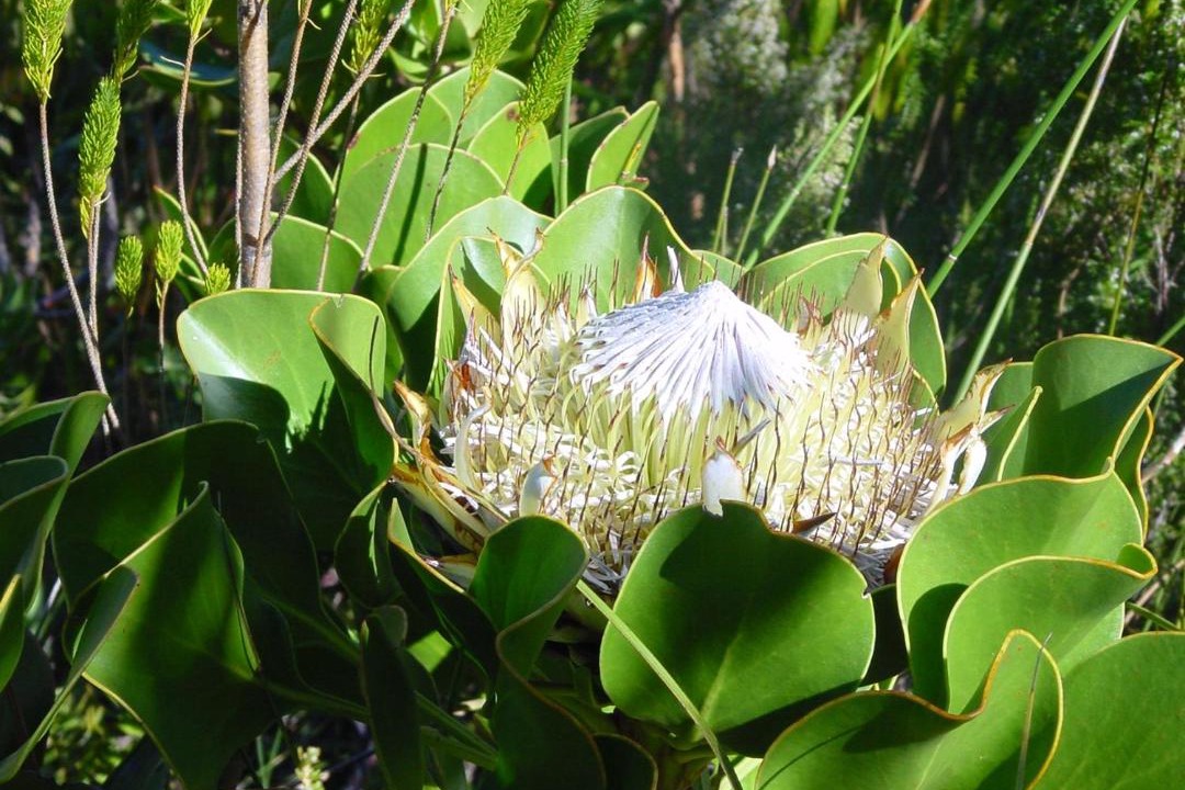Photo of Others in Betty's Bay