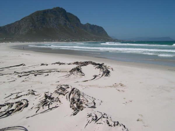 Photo of Others in Betty's Bay