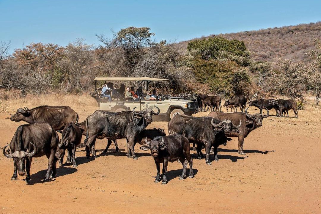 Photo of Others in Vaalwater