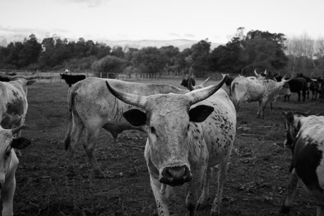 Photo of Others in Tulbagh