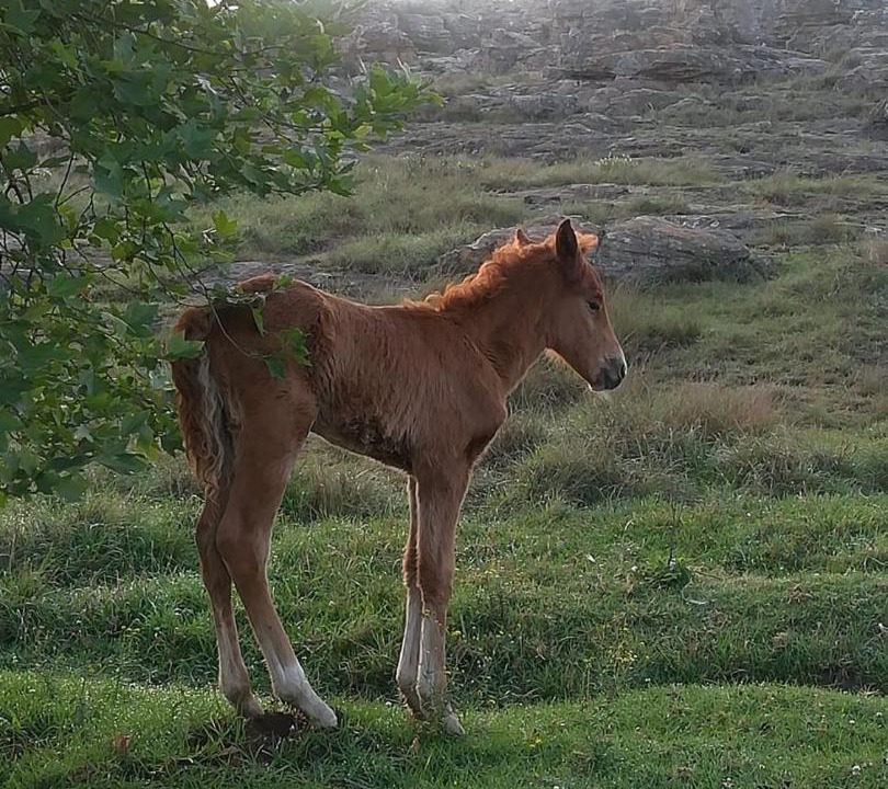 Photo of Others in Kaapsehoop