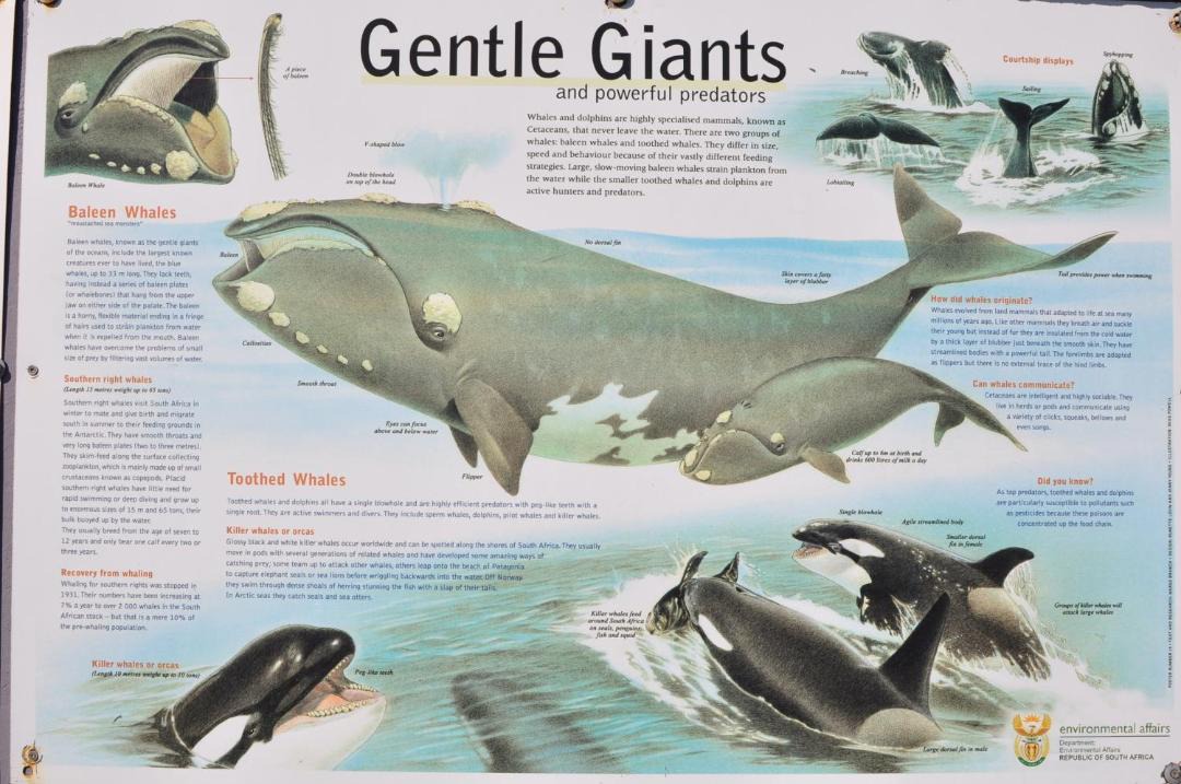 Photo of Others in Gansbaai