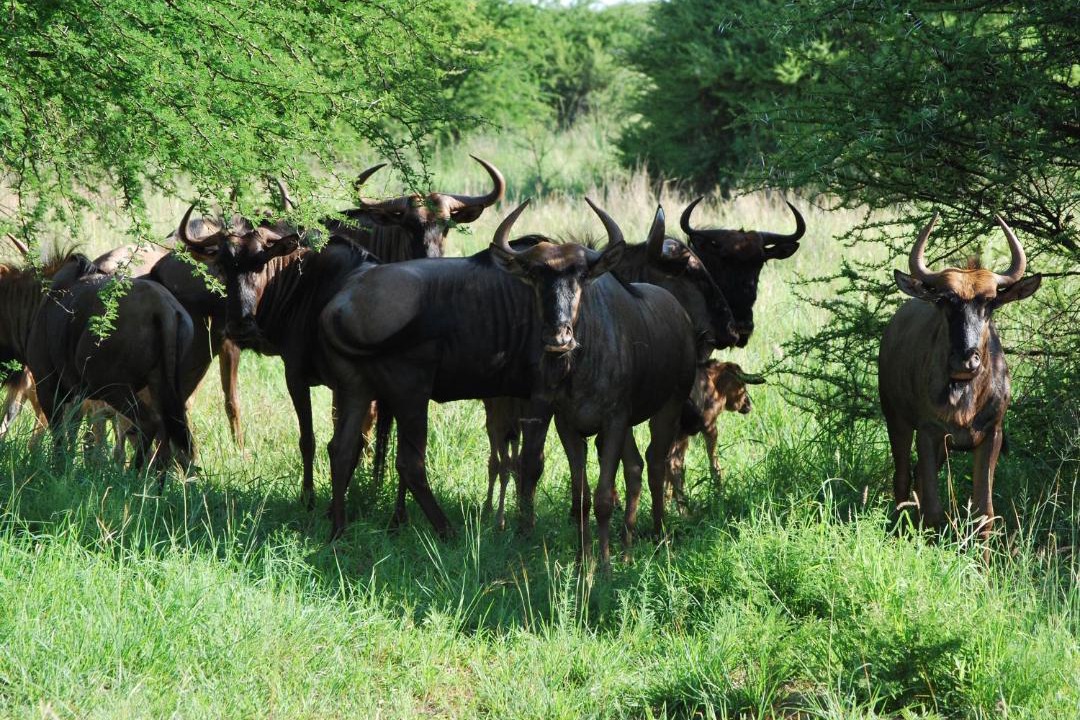 Photo of Others in Bela-Bela