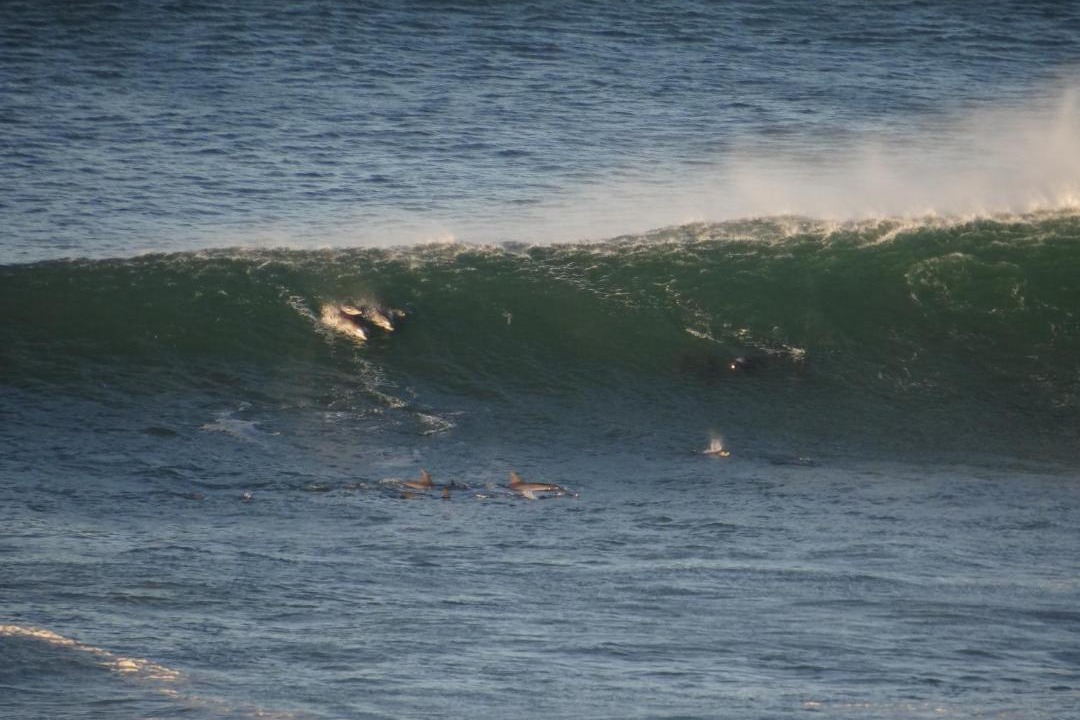 Photo of Others in Dana Bay