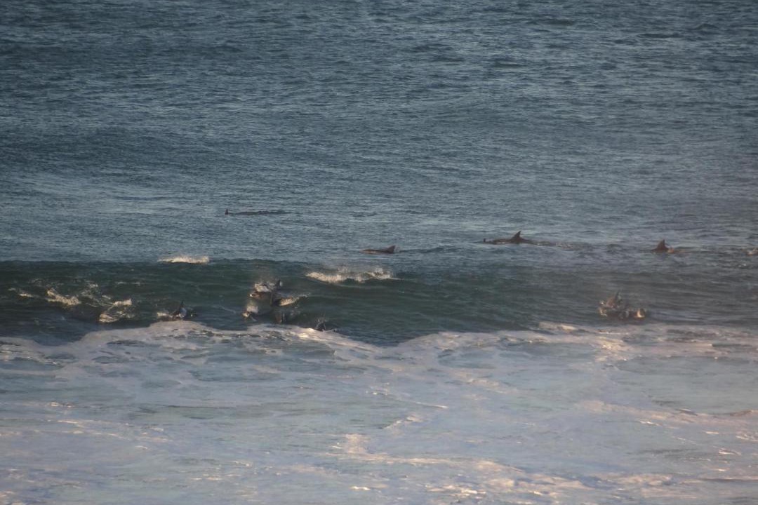 Photo of Others in Dana Bay