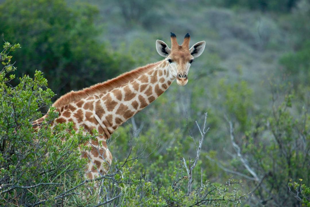 Photo of Others in Blue Crane Route