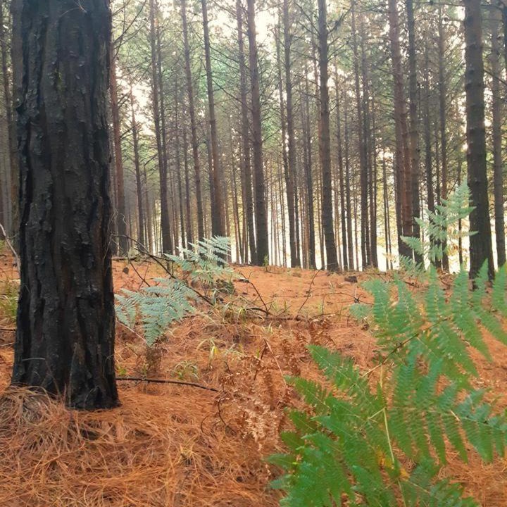 Photo of Others in Haenertsburg