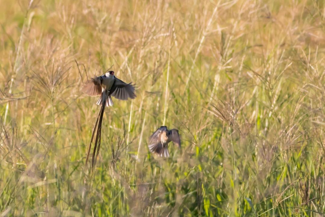 Photo of Others in Camdeboo