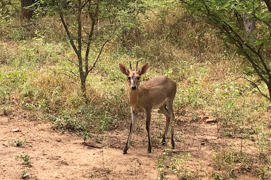 Photo of Others in Hoedspruit