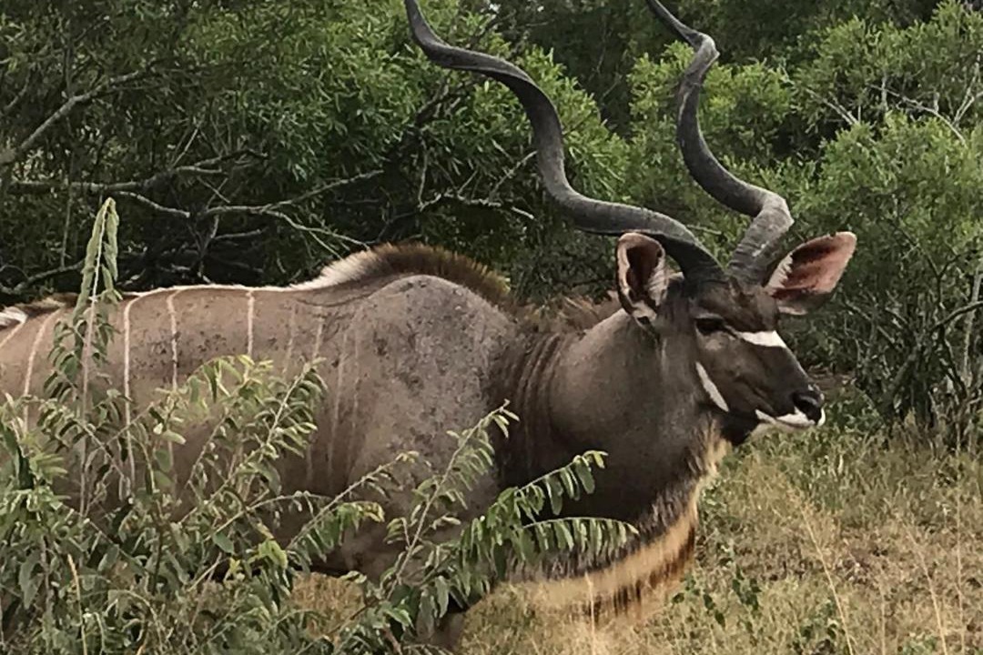 Photo of Others in Hoedspruit