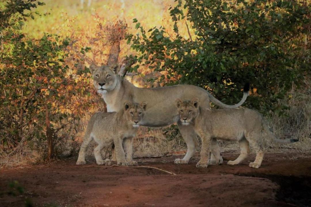 Photo of Others in Phalaborwa