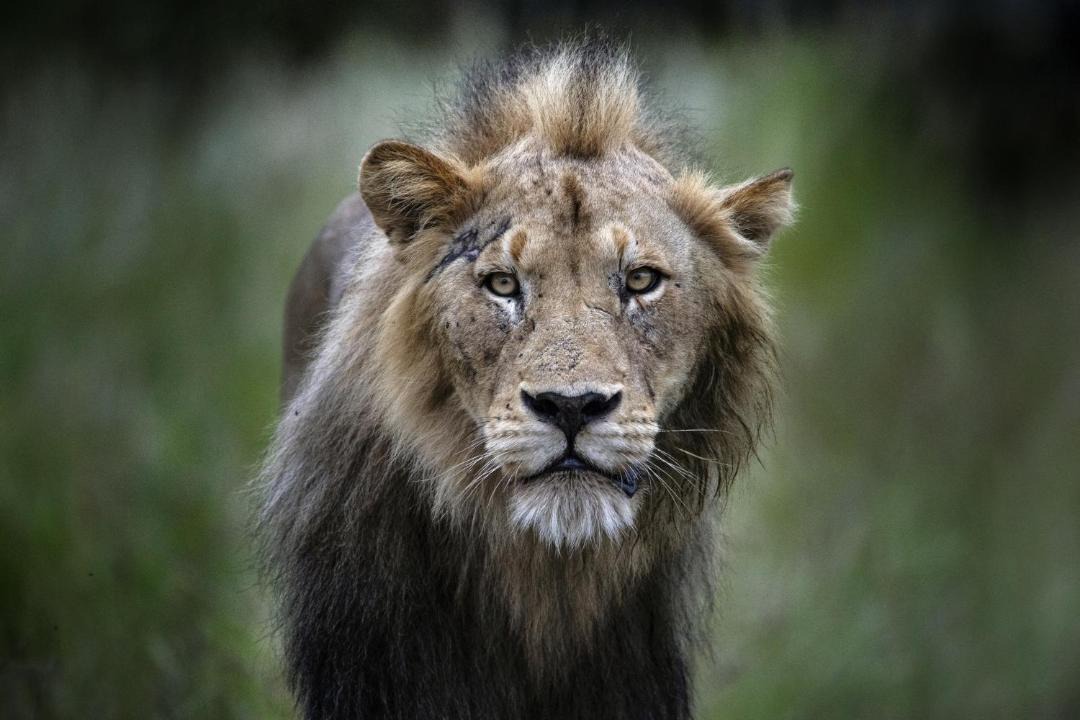 Photo of Others in Kruger National Park