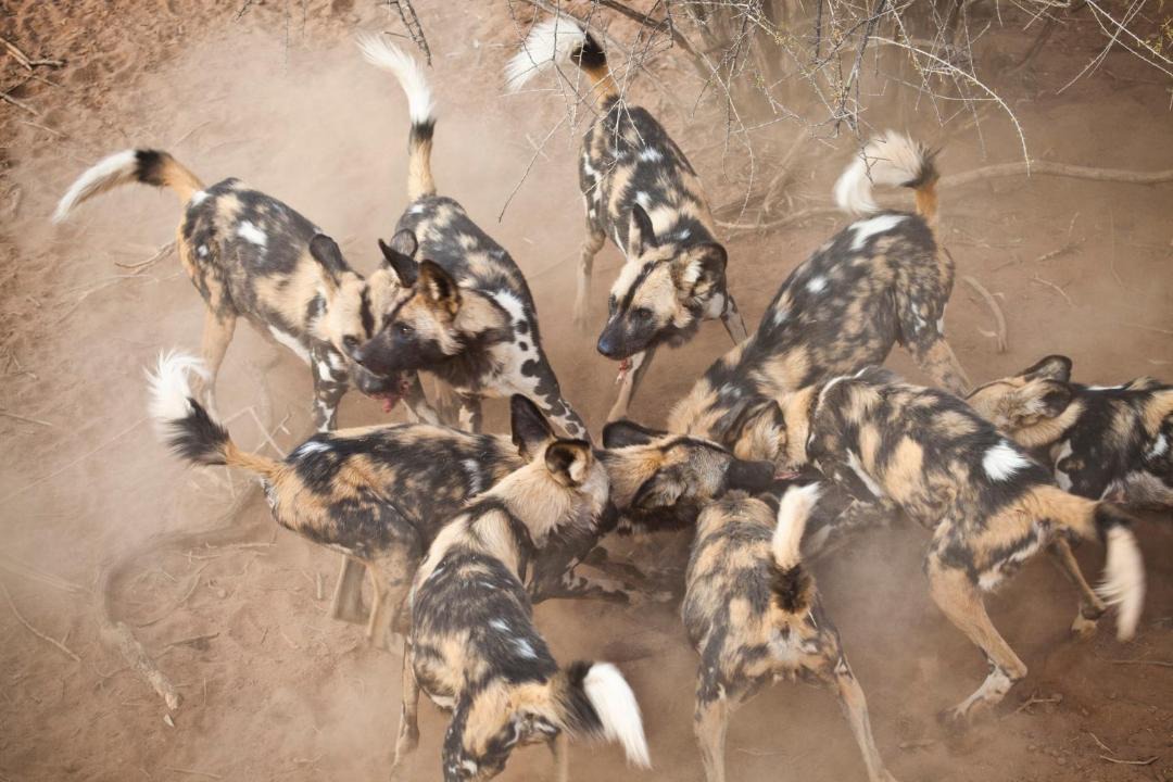 Photo of Others in Kruger National Park