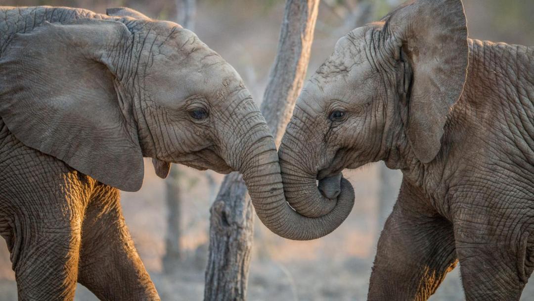 Photo of Others in Kruger National Park