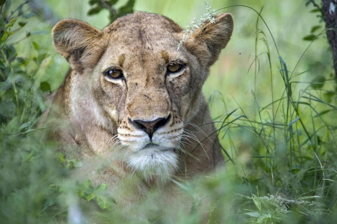 Photo of Others in Kruger National Park