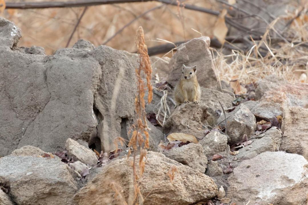 Photo of Others in Phalaborwa