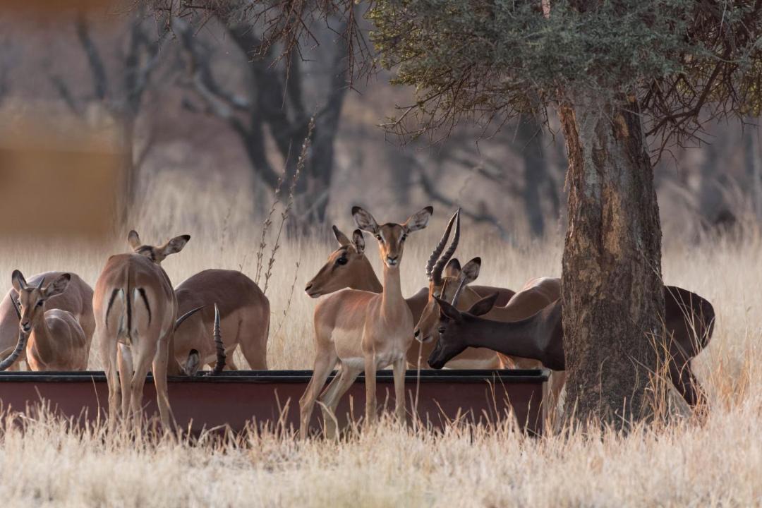 Photo of Others in Phalaborwa