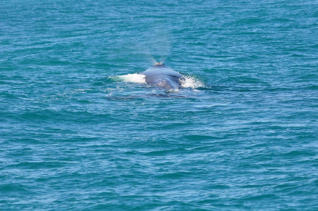 Photo of Others in Gansbaai