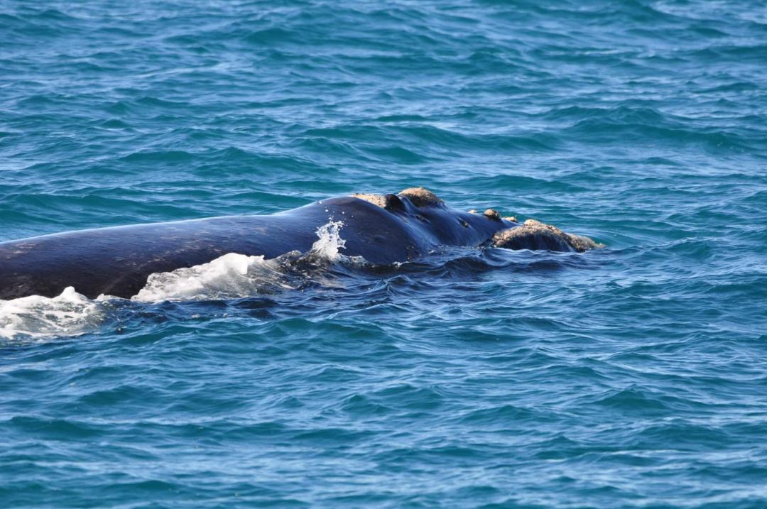 Photo of Others in Gansbaai