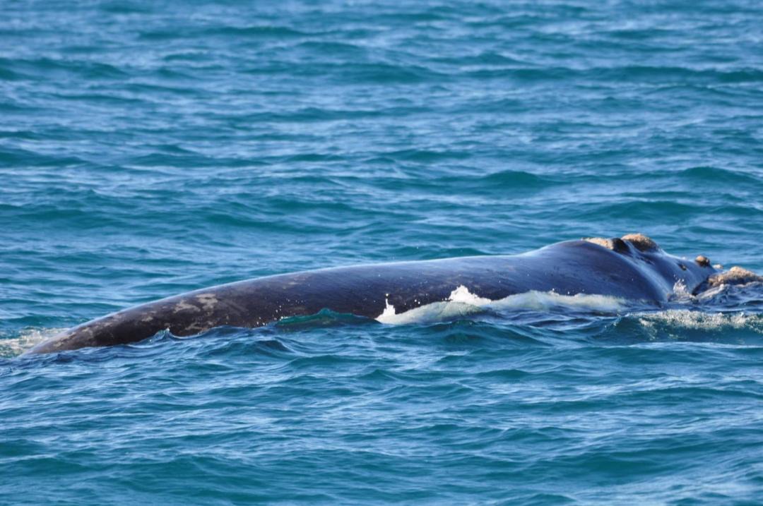 Photo of Others in Gansbaai