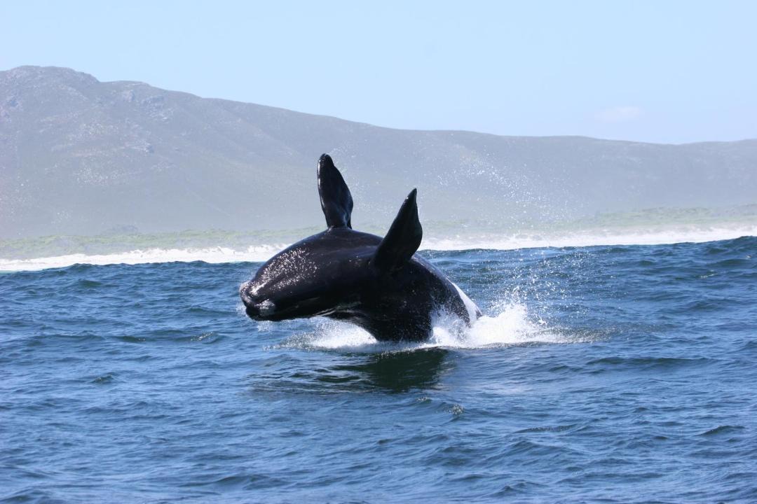 Photo of Others in Gansbaai