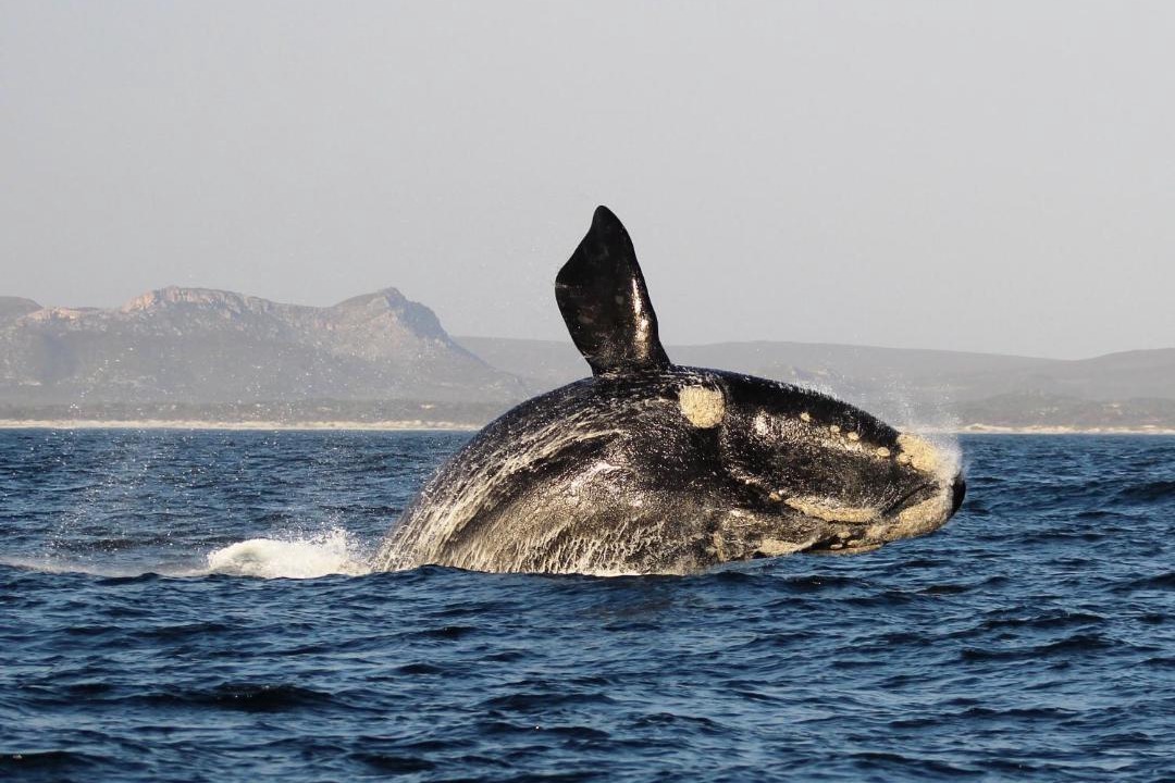 Photo of Others in Gansbaai