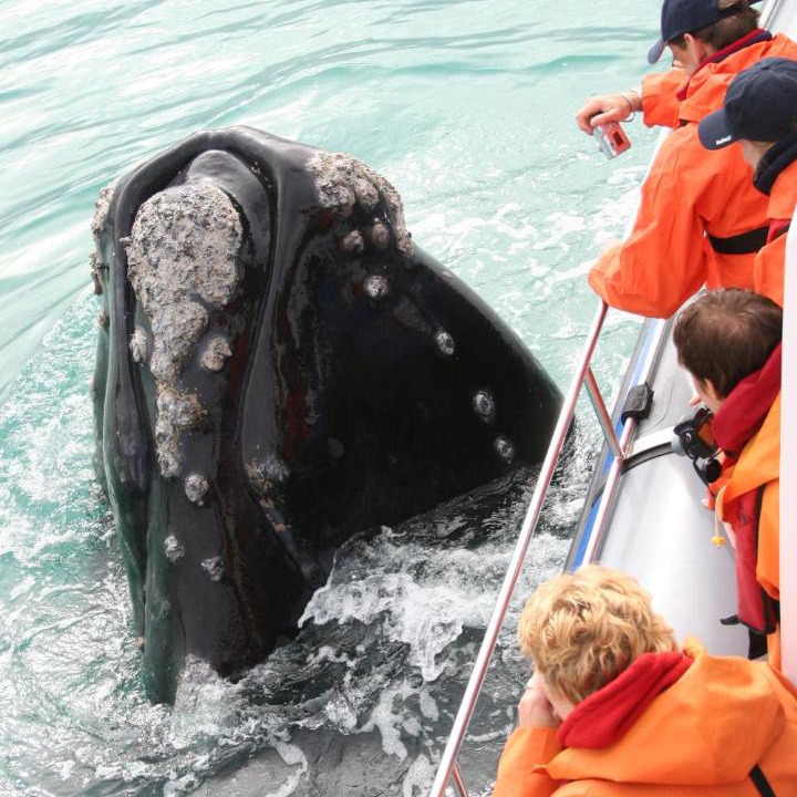 Photo of Others in Gansbaai