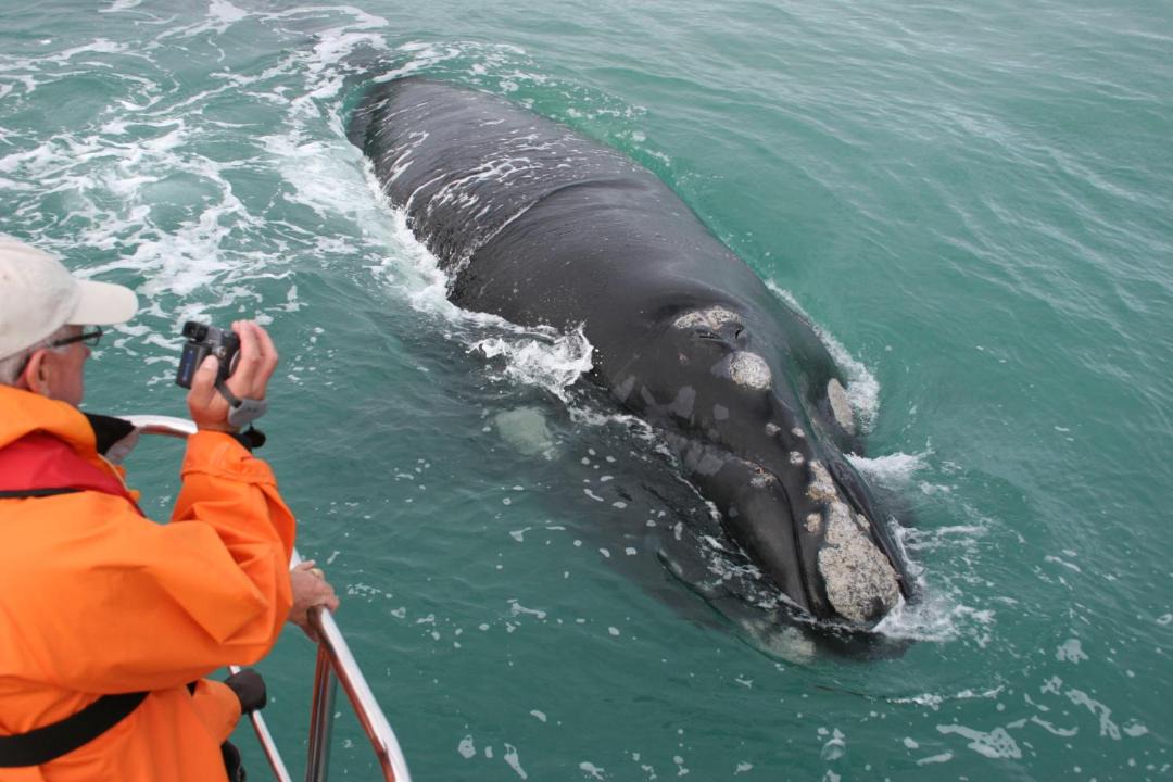 Photo of Others in Gansbaai