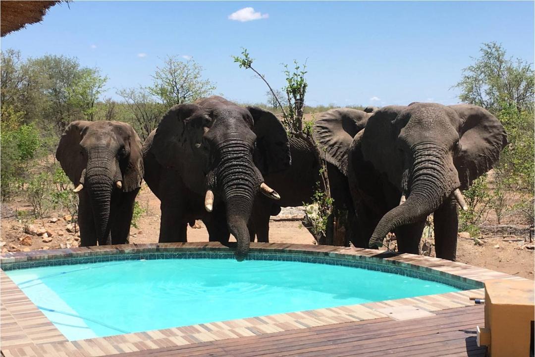 Photo of Others in Phalaborwa