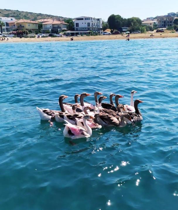 Photo of Others in Cesme