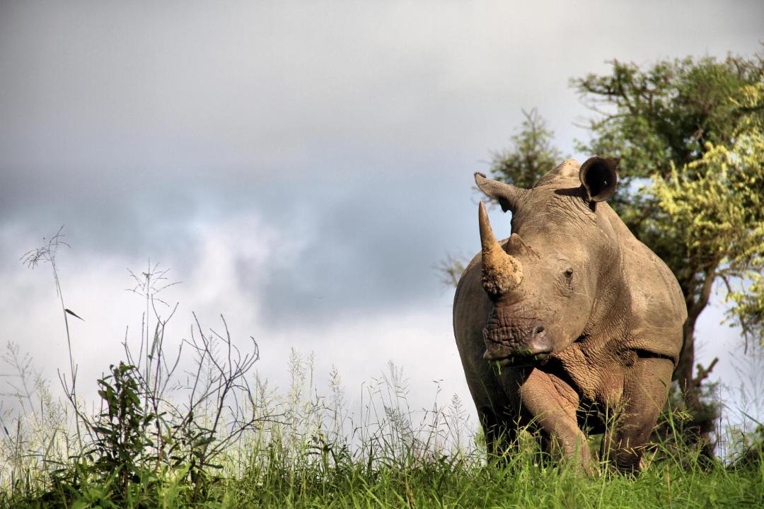 Photo of Others in Thorny Bush Game Reserve