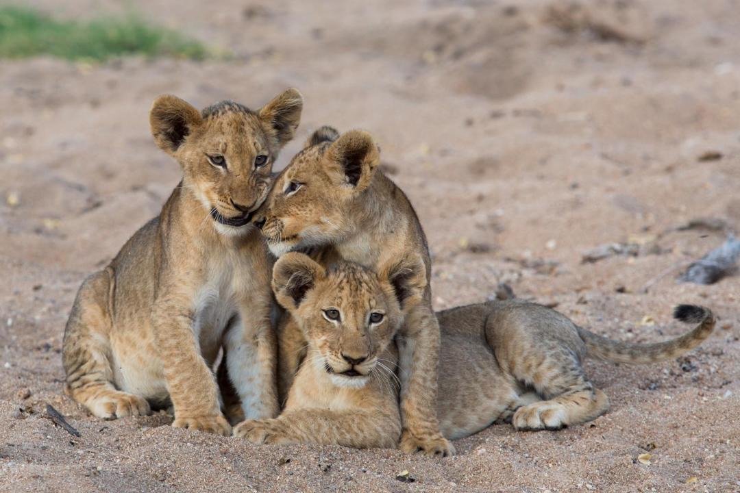 Photo of Others in Thorny Bush Game Reserve