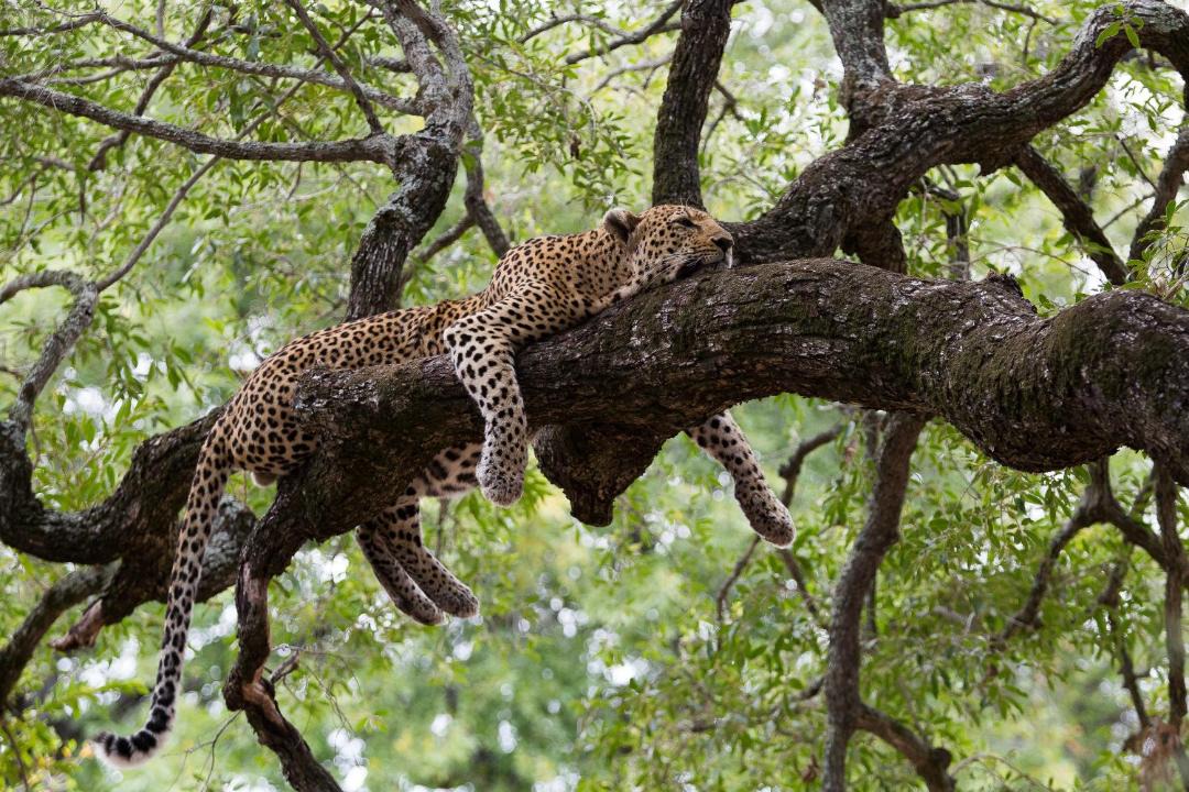 Photo of Others in Thorny Bush Game Reserve