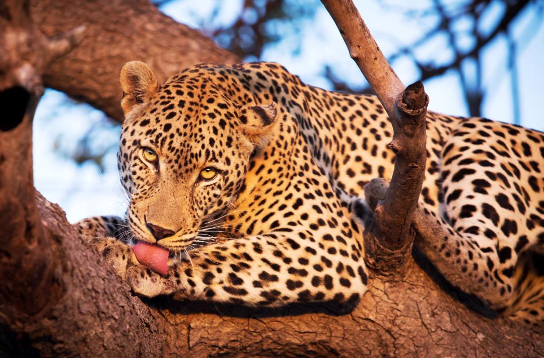 Photo of Others in Thorny Bush Game Reserve