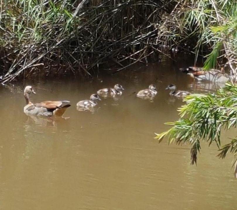 Photo of Others in Sabie