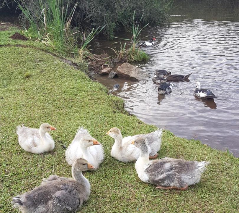 Photo of Others in Sabie