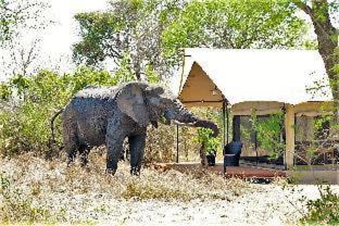 Photo of Others in Thorny Bush Game Reserve
