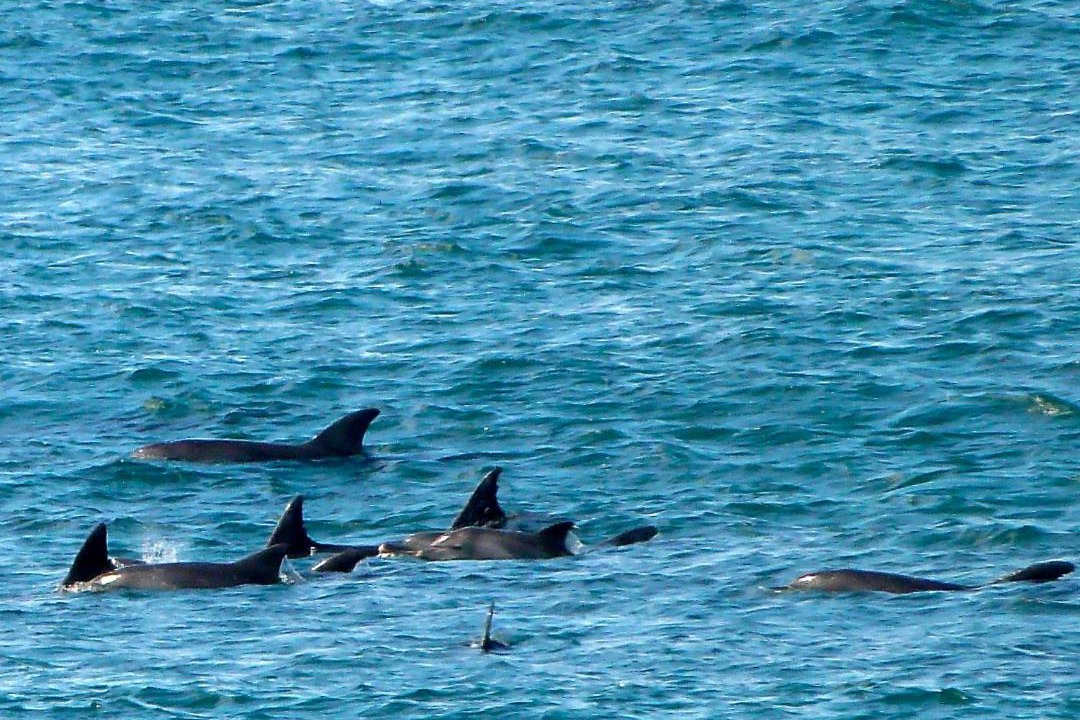 Photo of Others in Quigney Beach