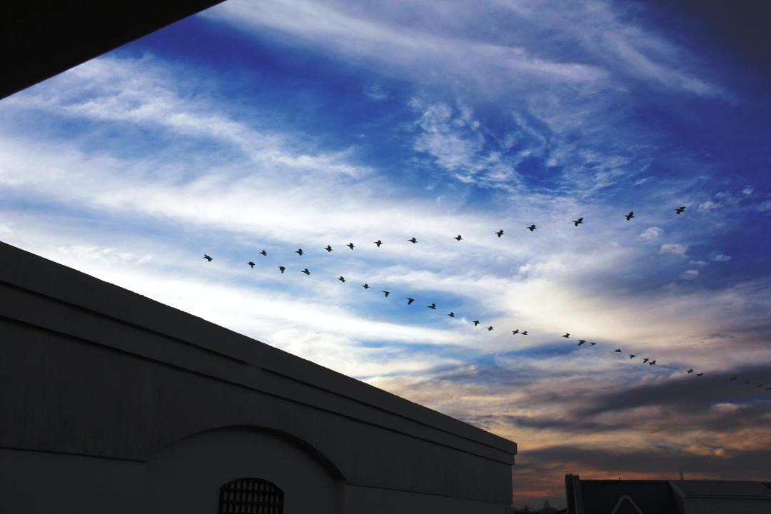 Photo of Others in Flamingo Vlei